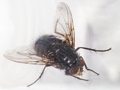 Calliphora vicina